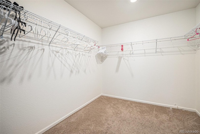 walk in closet featuring carpet