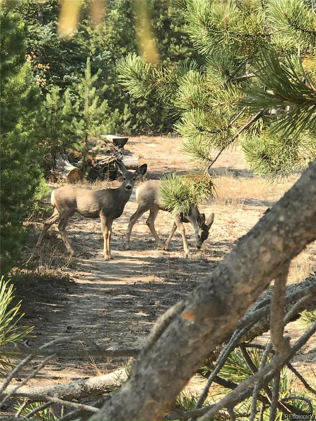 99 Gcr 490, Grand Lake, CO 80447 - photo 4