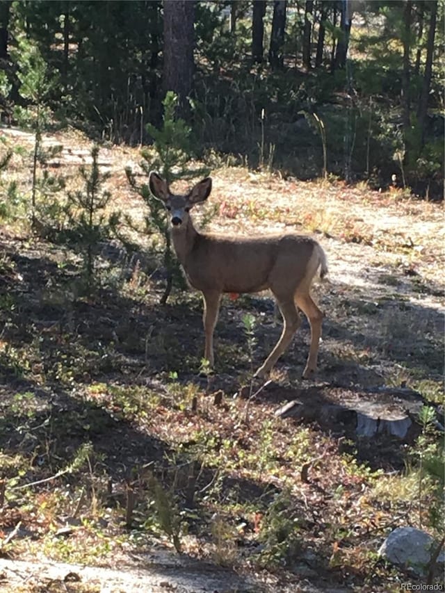 99 Gcr 490, Grand Lake, CO 80447 - photo 13