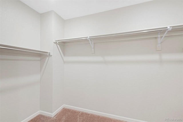 walk in closet with carpet flooring