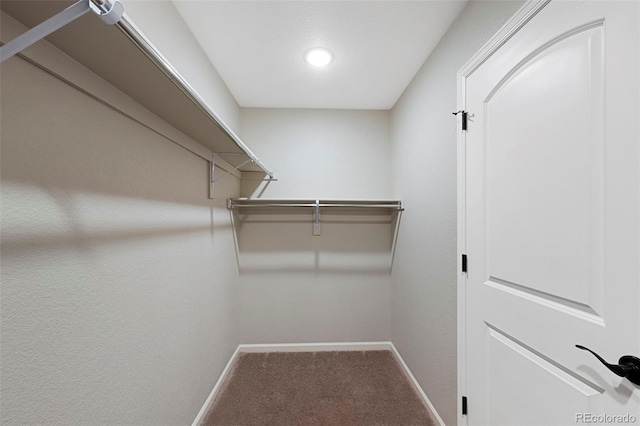 walk in closet featuring carpet floors