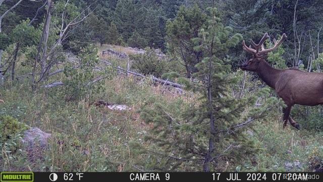 73 Elk Way, Drake, CO 80515 - aerial view of property's location featuring a heavily wooded area