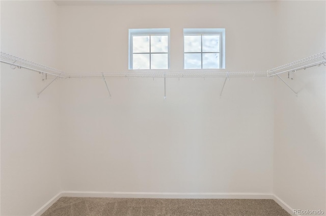 spacious closet featuring carpet floors