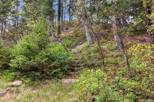 4835 Abo Ln, Monument, CO 80132 - view of tree filled area