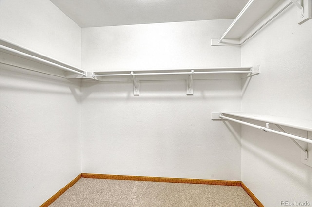 walk in closet featuring carpet floors