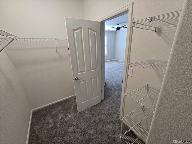 spacious closet featuring carpet