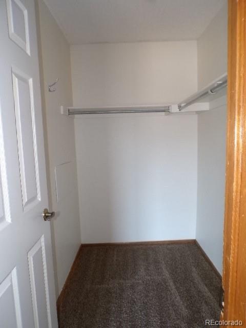 walk in closet featuring carpet flooring