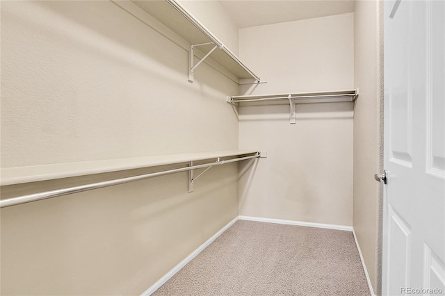 walk in closet with carpet flooring