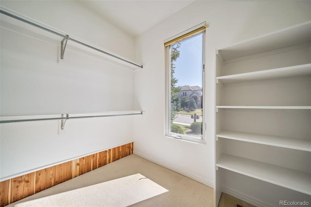 spacious closet featuring carpet
