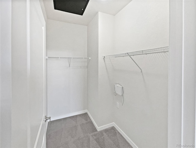 4100 Albion St Unit 523, Denver, CO 80216 - walk in closet featuring carpet floors