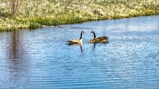 5291 County Road 76, Parlin, CO 81239 - photo 43