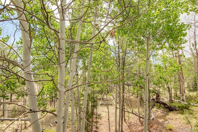 244 Lariat Loop, Hartsel, CO 80449 - view of local wilderness