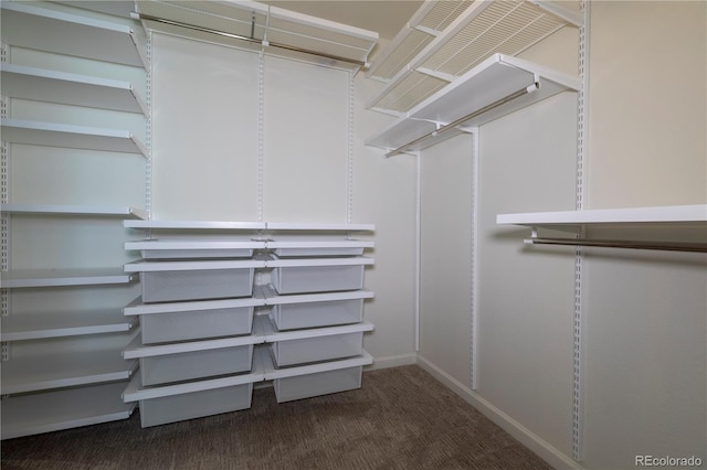 walk in closet with carpet flooring