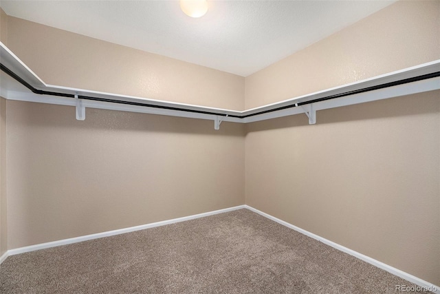 spacious closet featuring carpet floors