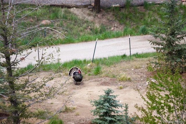 178 Cree Ct, Lyons, CO 80540 - view of yard