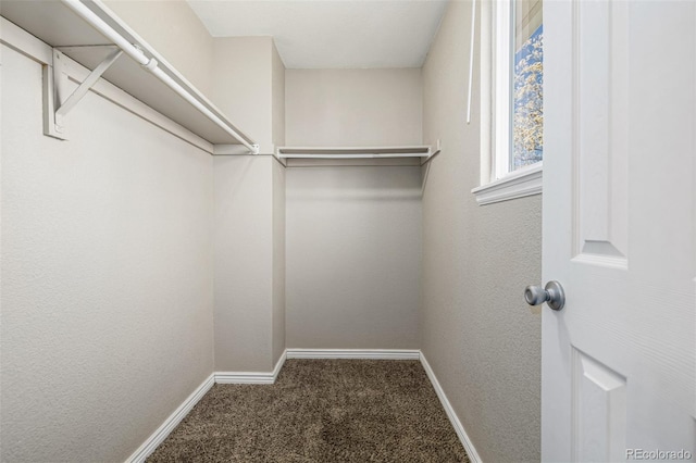 walk in closet featuring carpet floors