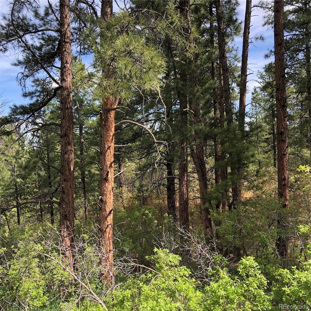 2207 Senecio Dr, Larkspur, CO 80118 - photo 1