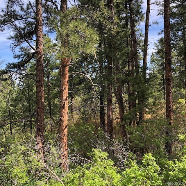 2207 Senecio Dr, Larkspur, CO 80118 - photo 1