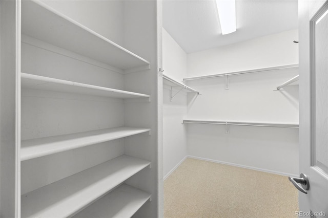 walk in closet featuring carpet floors