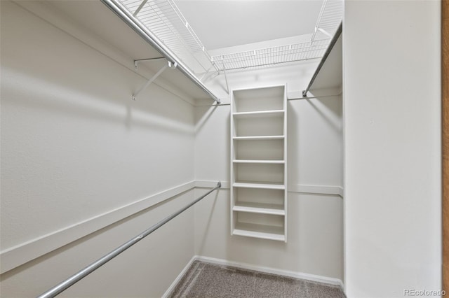 walk in closet with carpet flooring