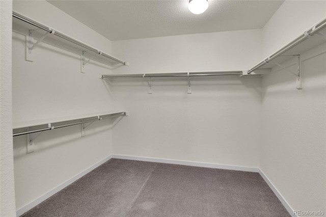 9307 Inca Dove Cir, Littleton, CO 80125 - walk in closet featuring carpet