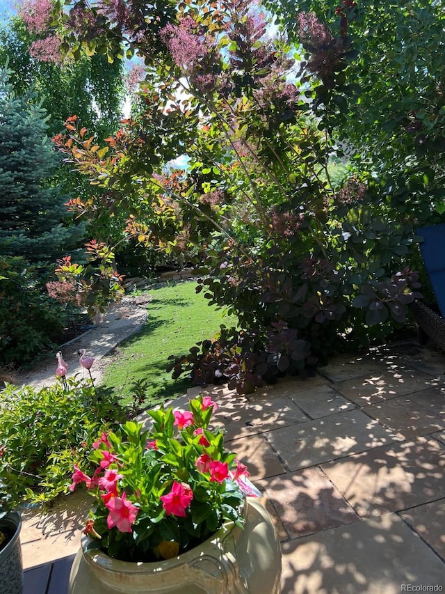 2415 Bluestem Willow Dr, Loveland, CO 80538 - view of grassy yard
