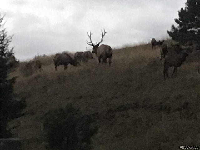 view of local wilderness