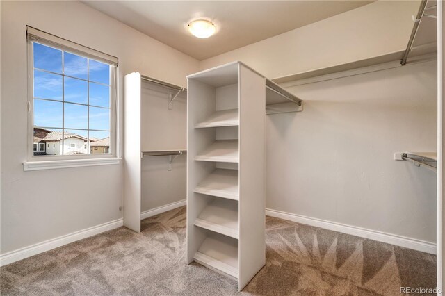 walk in closet with carpet floors