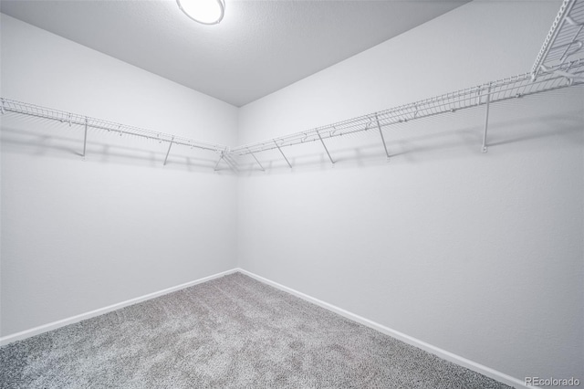 walk in closet featuring carpet floors