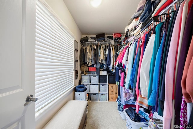 walk in closet with carpet flooring