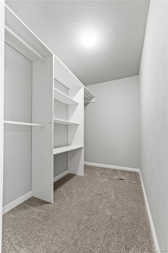 walk in closet with carpet flooring