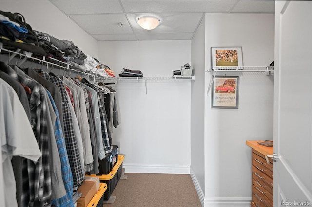 walk in closet with a paneled ceiling and carpet floors