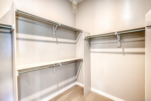 walk in closet with carpet flooring