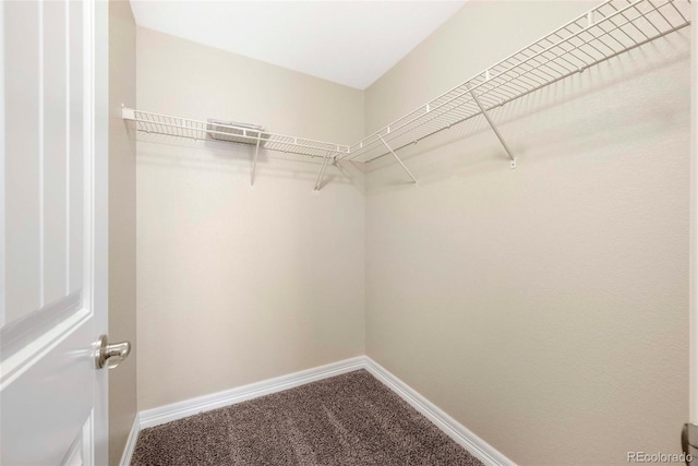 walk in closet featuring carpet floors