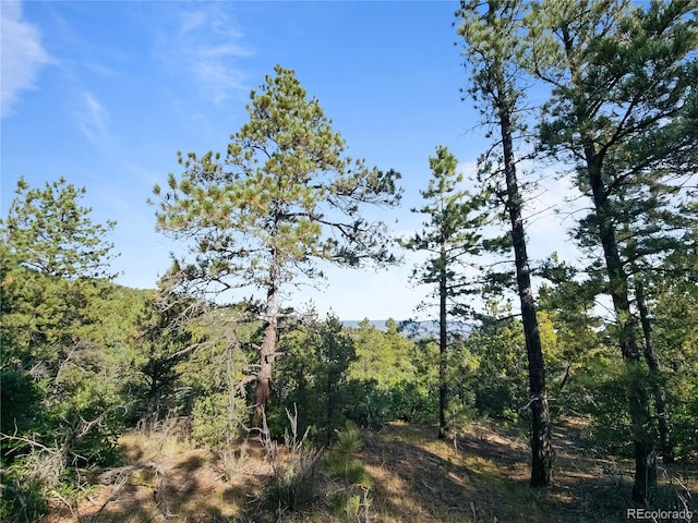 view of local wilderness