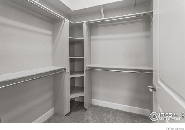 walk in closet featuring carpet flooring