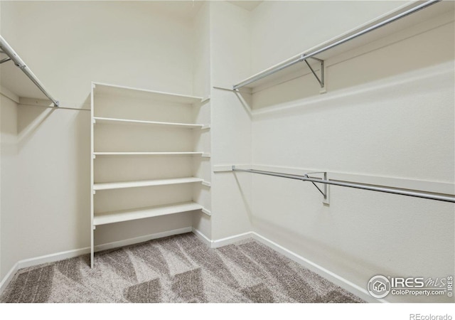 walk in closet with carpet floors