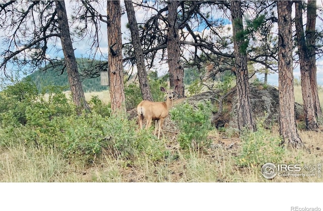 view of local wilderness