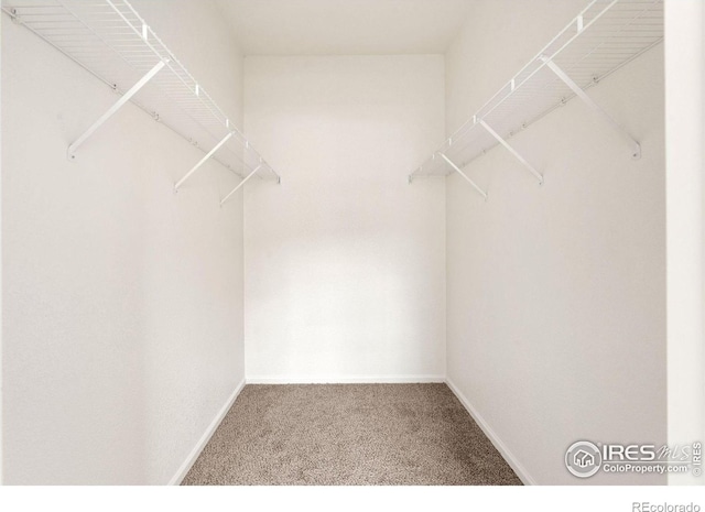 spacious closet featuring carpet