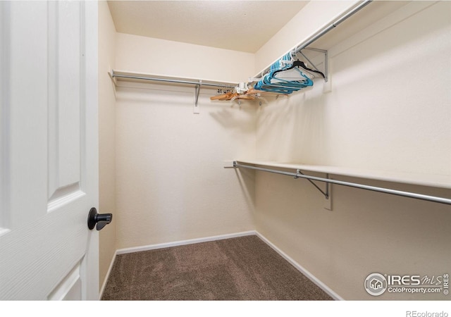 walk in closet with carpet flooring