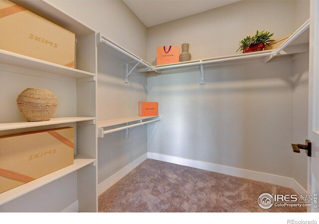 walk in closet with carpet floors