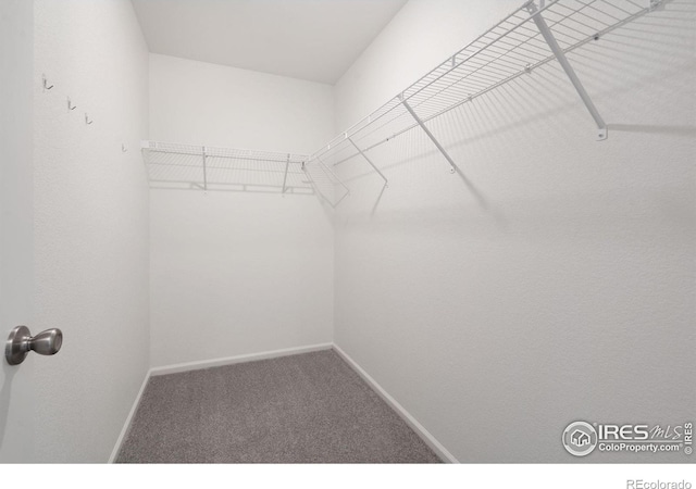 spacious closet featuring carpet flooring