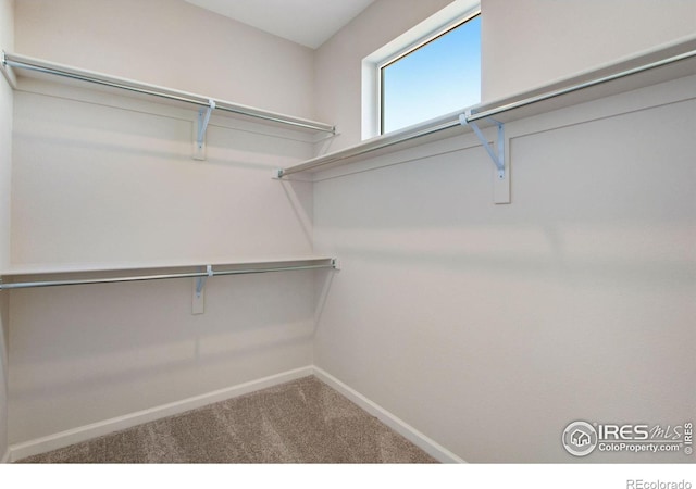 walk in closet with carpet