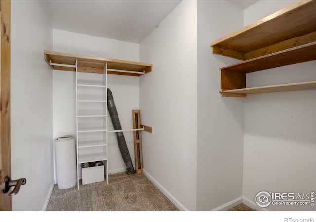 spacious closet featuring carpet flooring