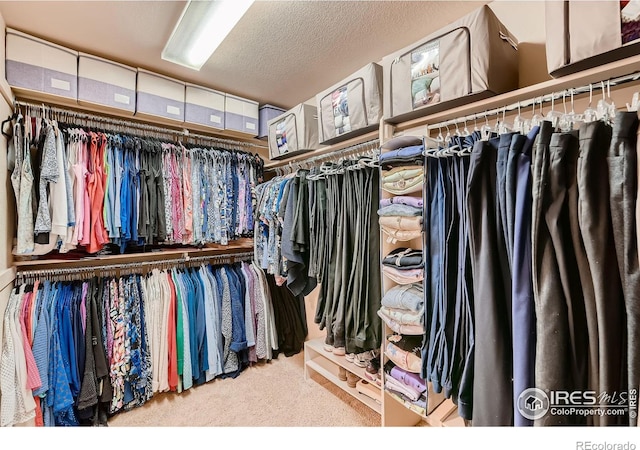 walk in closet with carpet floors