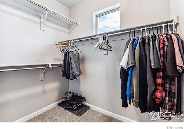 spacious closet featuring carpet floors