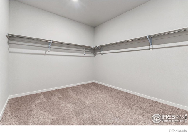 spacious closet with carpet flooring