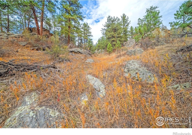 view of local wilderness