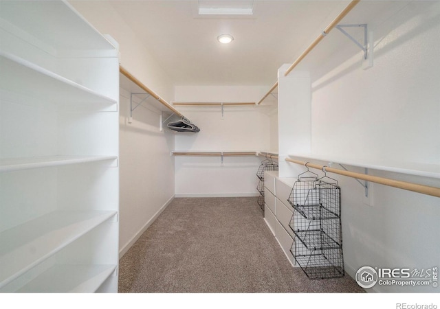 walk in closet featuring carpet flooring