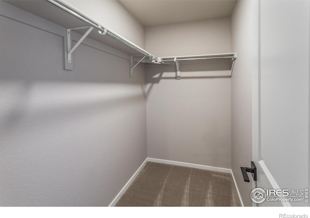 walk in closet with carpet floors